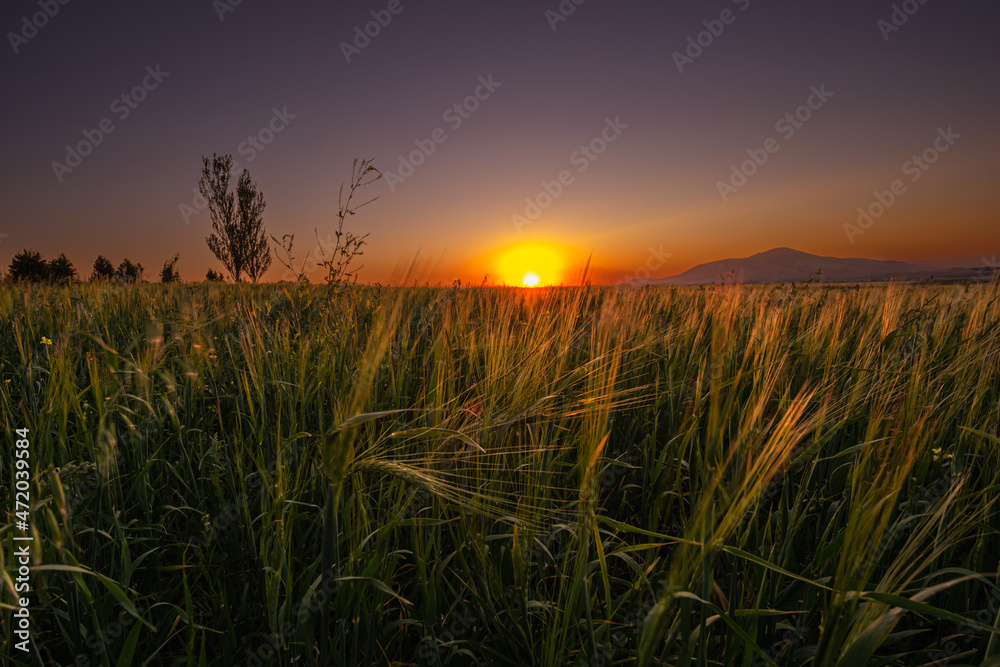 cereal field at sunset in the mountains