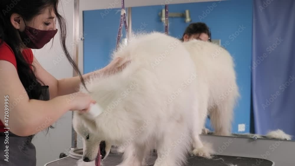 Close-up of a Samoyed dog in a dog grooming salon. Hairdresser in a mask combs dog. Close-up of a Samoyed dog in a dog grooming salon. Hairdresser in a mask combs dog.