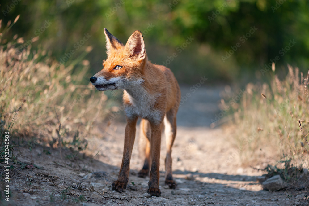 Fototapeta premium Close up of a red fox Vulpes vulpes