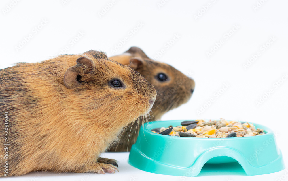 Two Guinea pig with food in bowl isolated on white background Two Guinea pig with food in bowl isolated on white background