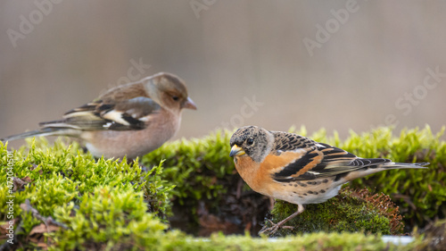 Brambling  Fringilla montifringilla  single bird in the wild