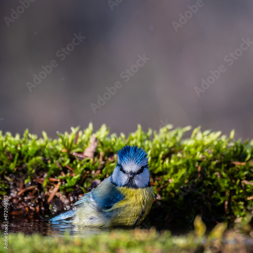 Blue tit Cyanides caeruleus stands in the water photo