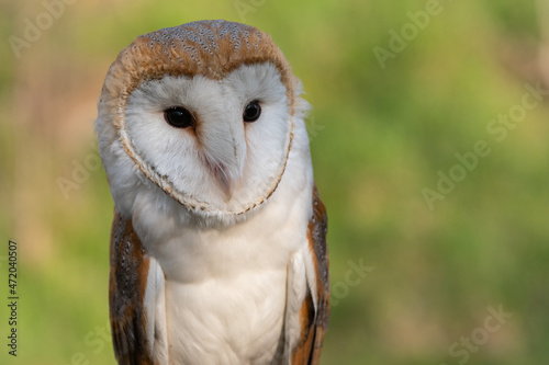 Close up portrait of a barn owl Tyto alba © Tatiana