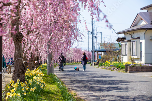 福島県 喜多方市 日中線しだれ桜並木