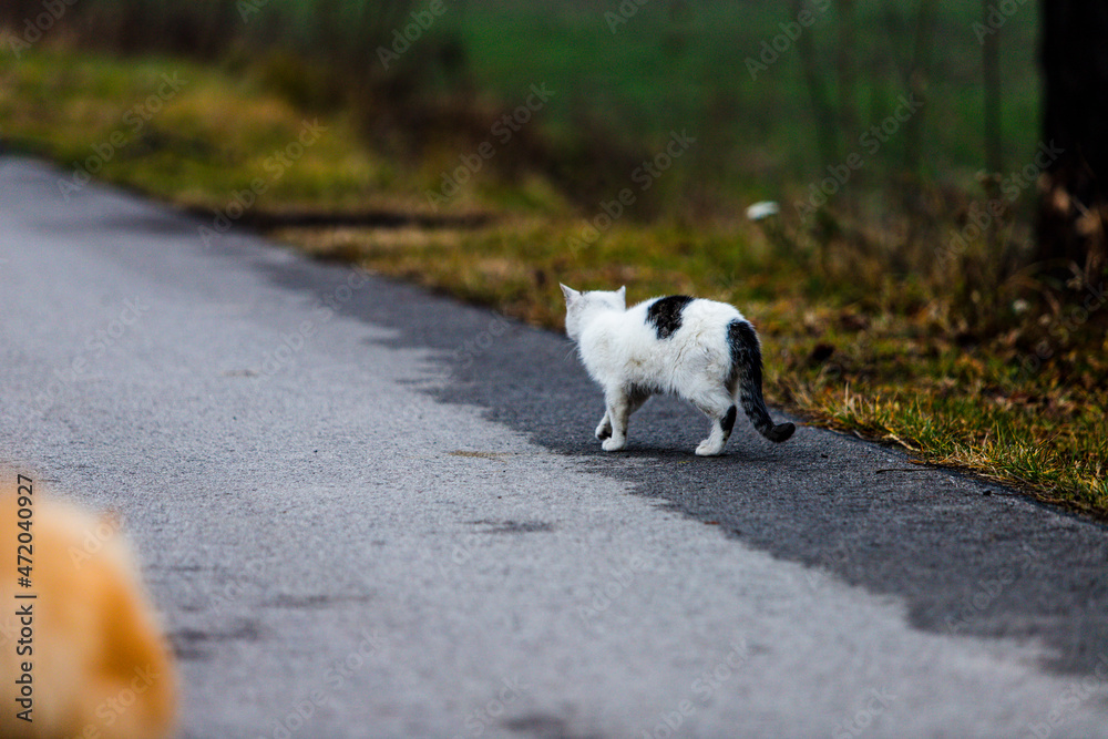 piękny biały kotek kocur spacer