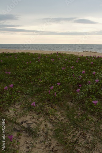 flower plants by the sea in Aleppey