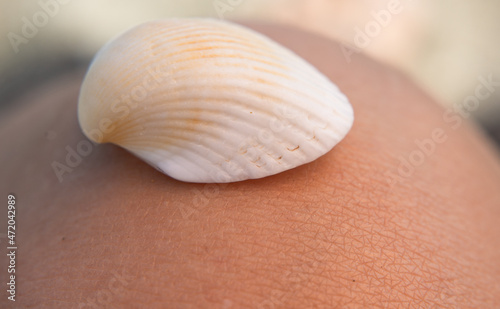 seashell on human body macro detail structure