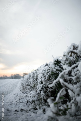 snow covered hedges around a field