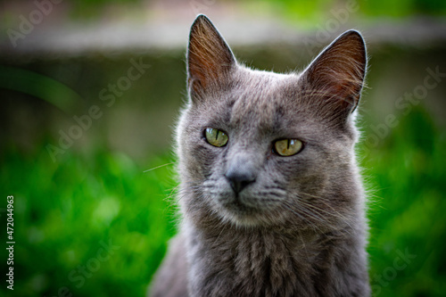 Gato cinza olhando para cima photo