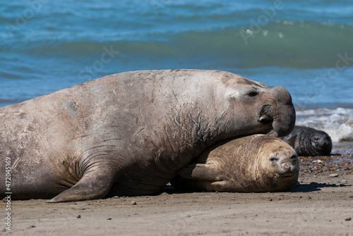 Elephant seal family, Peninsula Valdes, Patagonia, Argentina