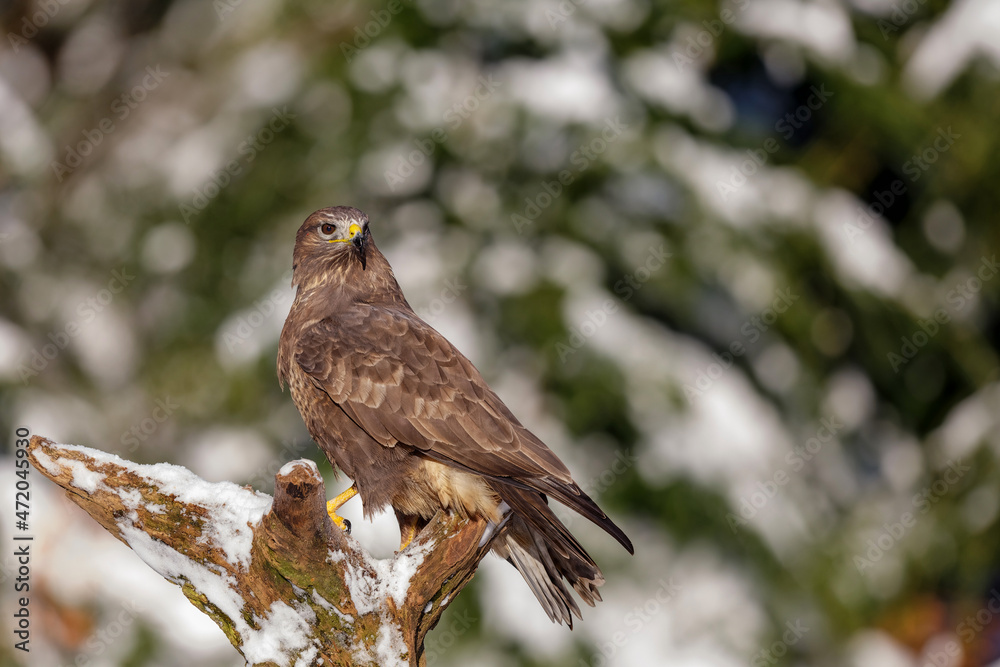 Common Buzzard (Buteo buteo) searching for food in a snowy forest in Noord Brabant in the Netherlands Common Buzzard (Buteo buteo) searching for food in a snowy forest in Noord Brabant in the Netherlands