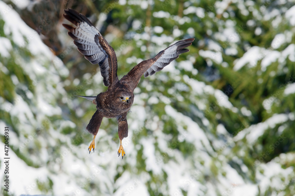 Obraz premium Common Buzzard (Buteo buteo) flying and searching for food in a snowy forest in Noord Brabant in the Netherlands