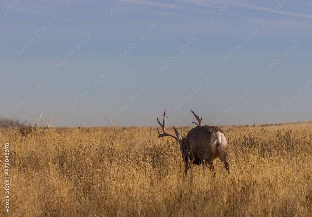 Fototapeta premium Mule Deer Buck in the Fall Rut in Colorado