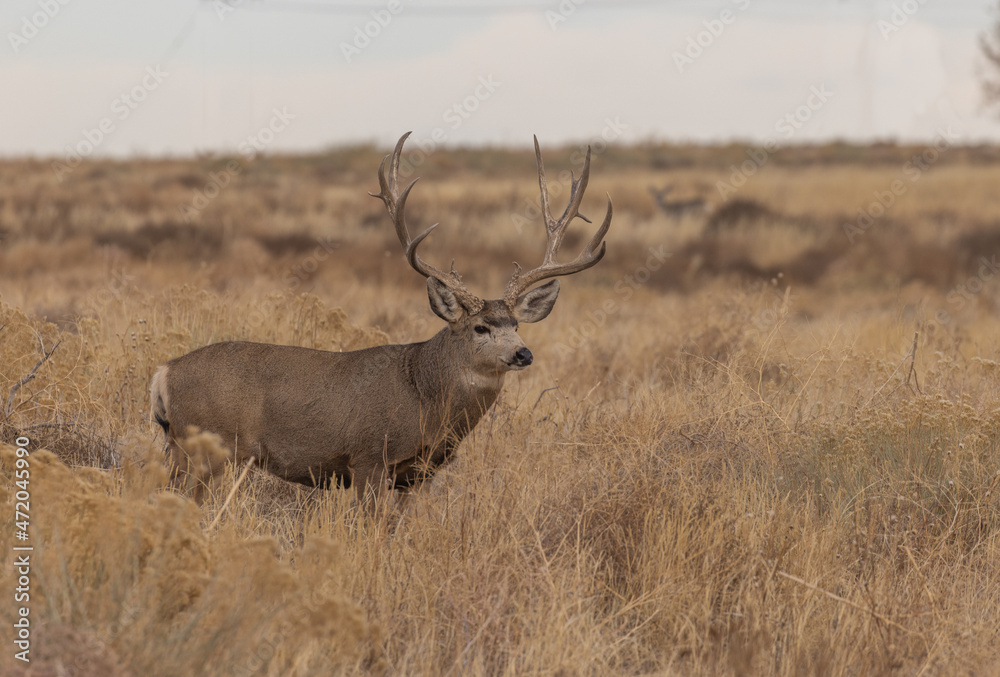 Mule Deer Buck in the Fall Rut in Colorado Mule Deer Buck in the Fall Rut in Colorado