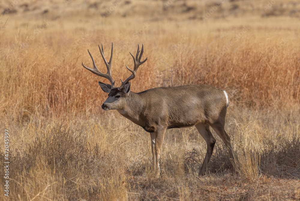 Mule Deer Buck in the Fall Rut in Colorado Mule Deer Buck in the Fall Rut in Colorado