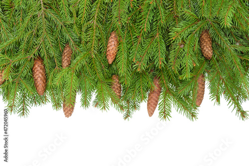 Spruce branches with brown cones isolated on a white background close-up.