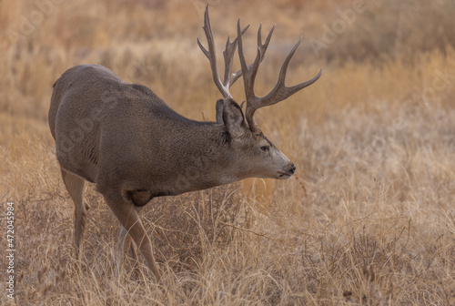 Mule Deer Buck in the Fall Rut in Colorado