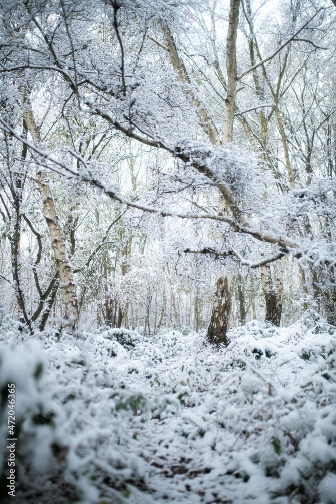 snow covered trees in winter snow covered trees in winter
