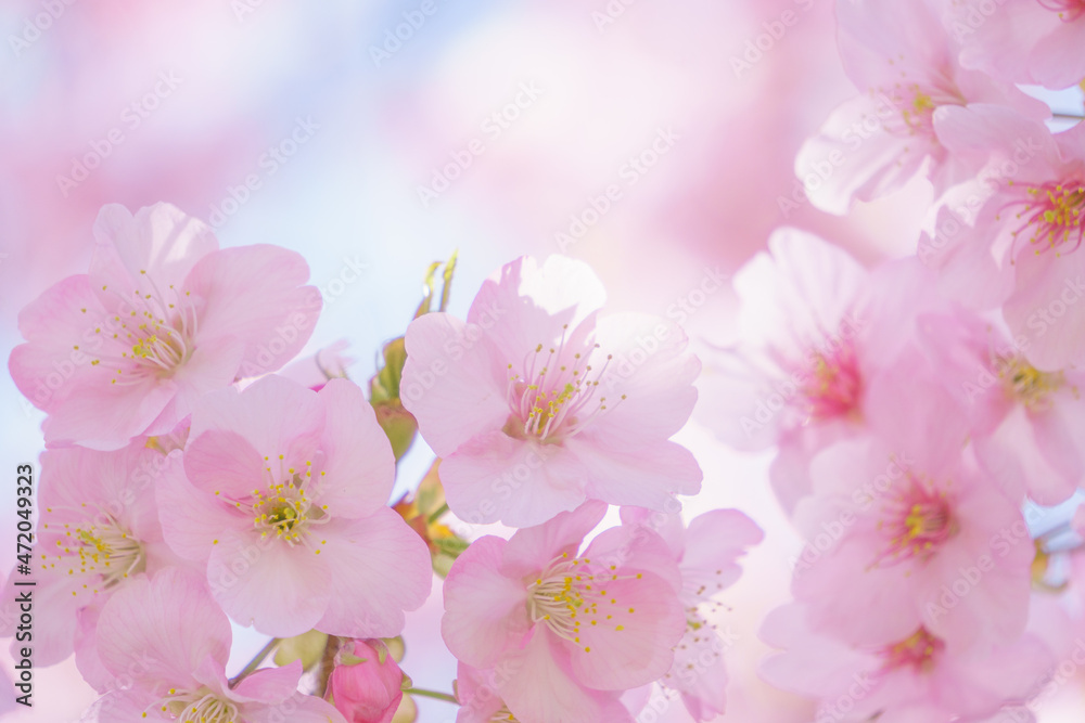 満開の桜の背景 満開の桜の背景