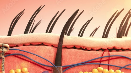 3D animation and rendering beauty and cosmetic conceptual.Vitamin serum move to root hair inside skin for health and treatment skin and hair stronger.