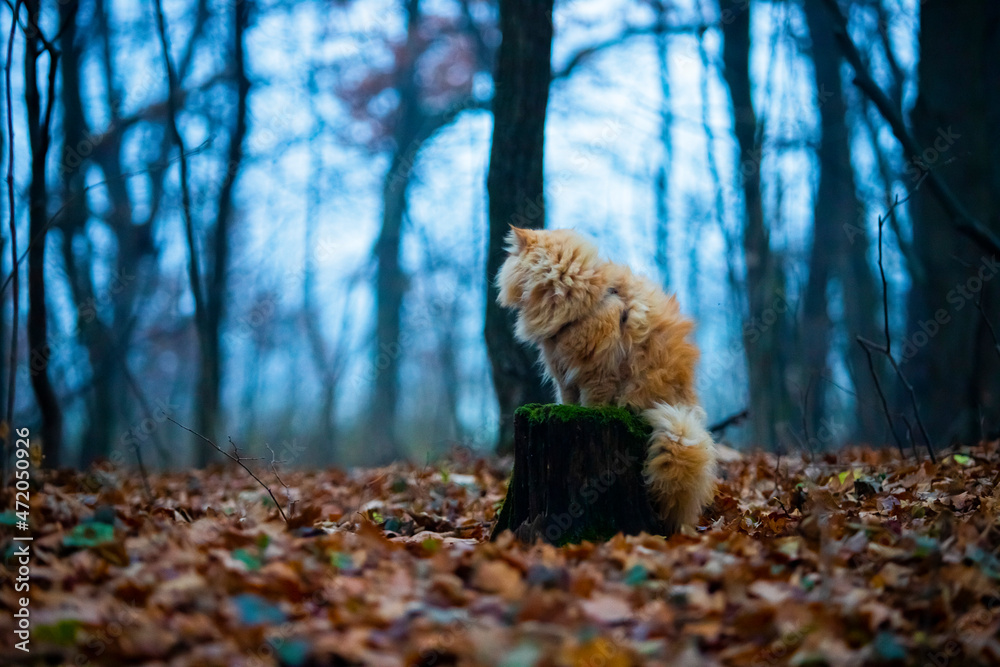 piękny kot pers na pniu las spacer wycieczka - obrazy, fototapety, plakaty 