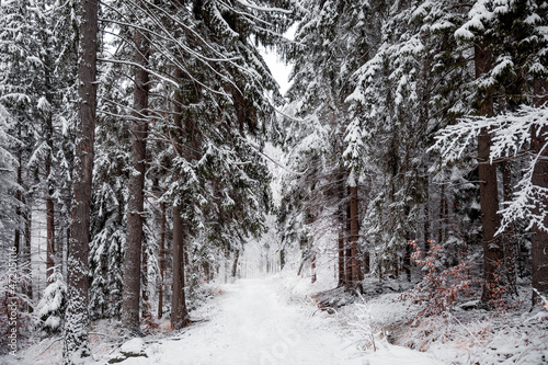 Fototapeta Naklejka Na Ścianę i Meble -  zima w lesie, droga przez zimowy las