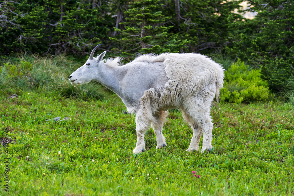 Mountain goat in Glacier National park in Montana Mountain goat in Glacier National park in Montana