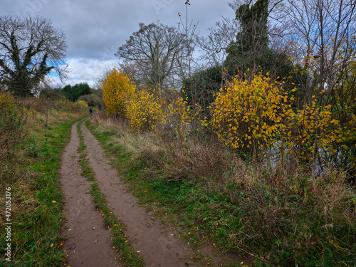 In full autum colours, a healthy and thriving hedgerow by a public footpath on the banks of the river Ure