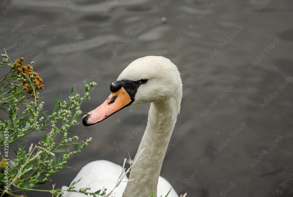 The head of a white swan in a lake near the shore. The head of a white swan in a lake near the shore.
