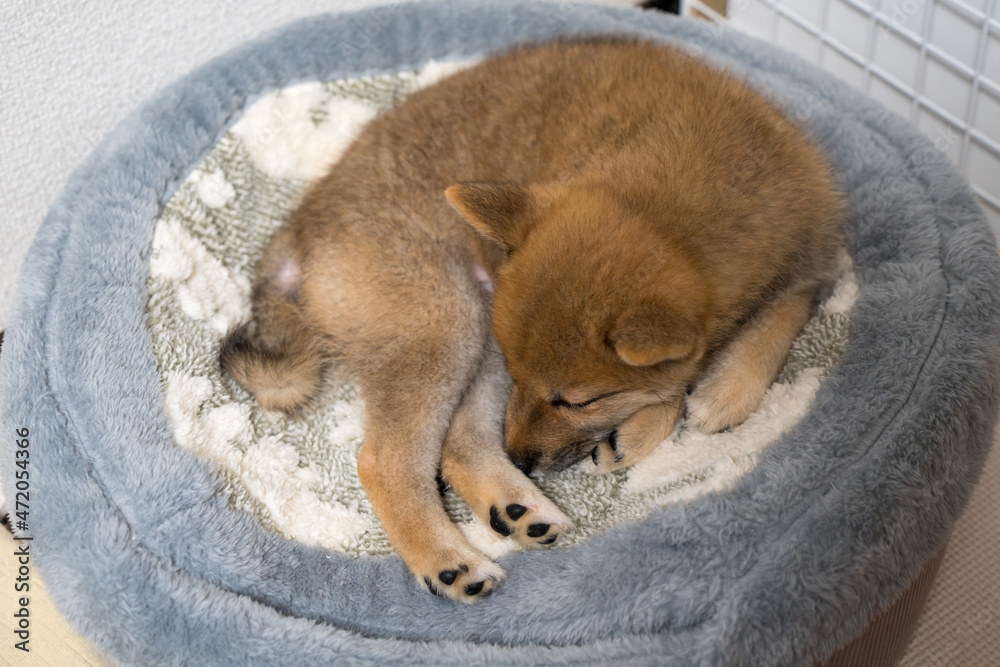 Obraz premium 豆柴の子犬 生後76日