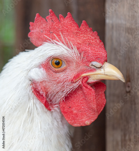 Portrait of a white rooster