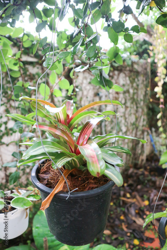 Bromeliad, Aechmea fasciata or Urn Plant or BROMELIACEAE