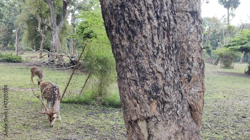 deer in the forest, wild deer's grazing scene in a park with green grass near the tree 