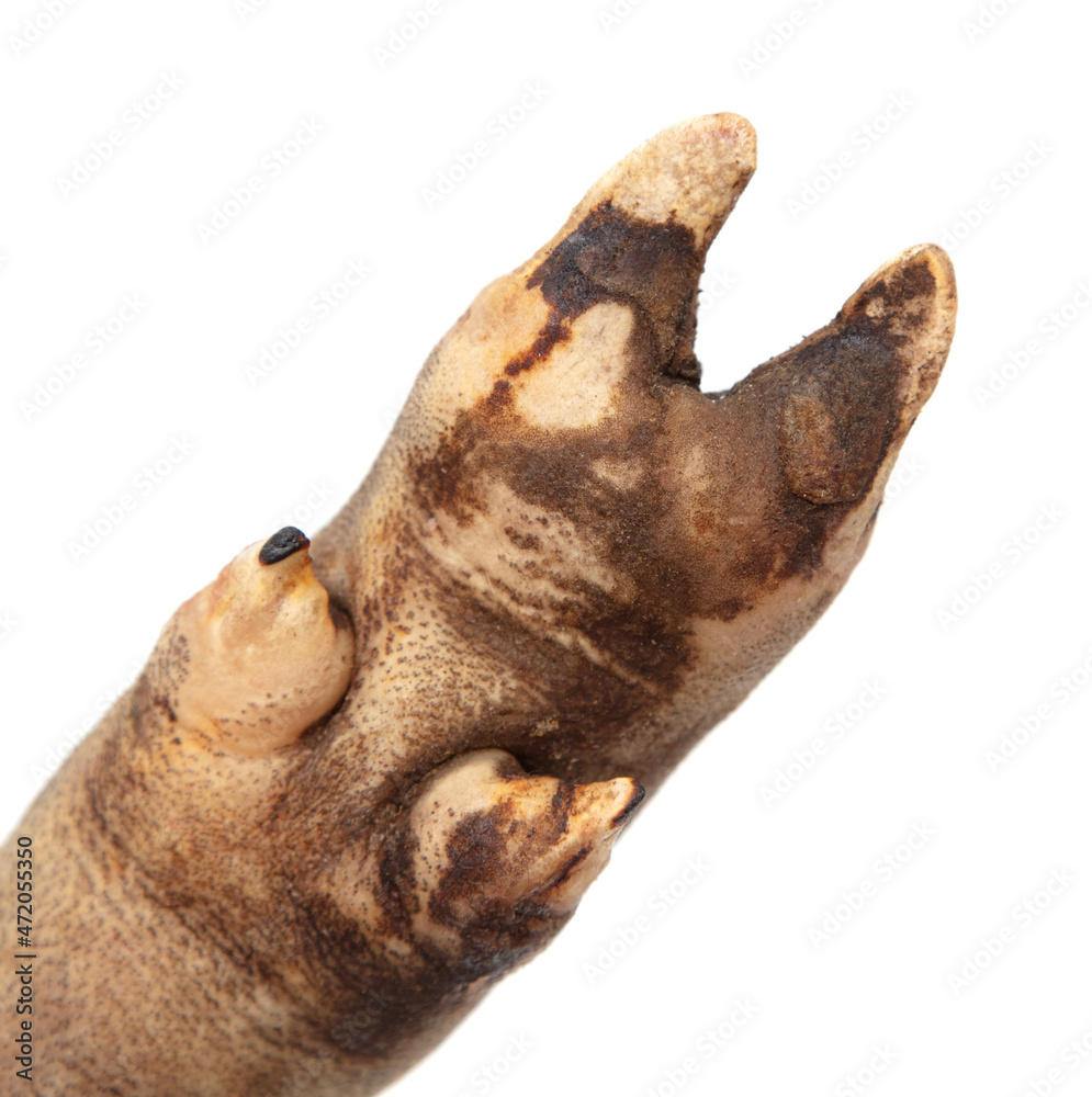 Fototapeta premium Pork leg isolated on white background.