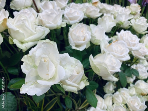 White roses bouquet background. They also represent youthfulness, innocence, young love, and loyalty.