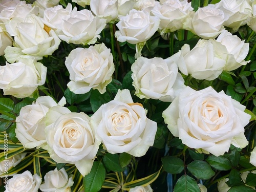 White roses bouquet background. They also represent youthfulness  innocence  young love  and loyalty.