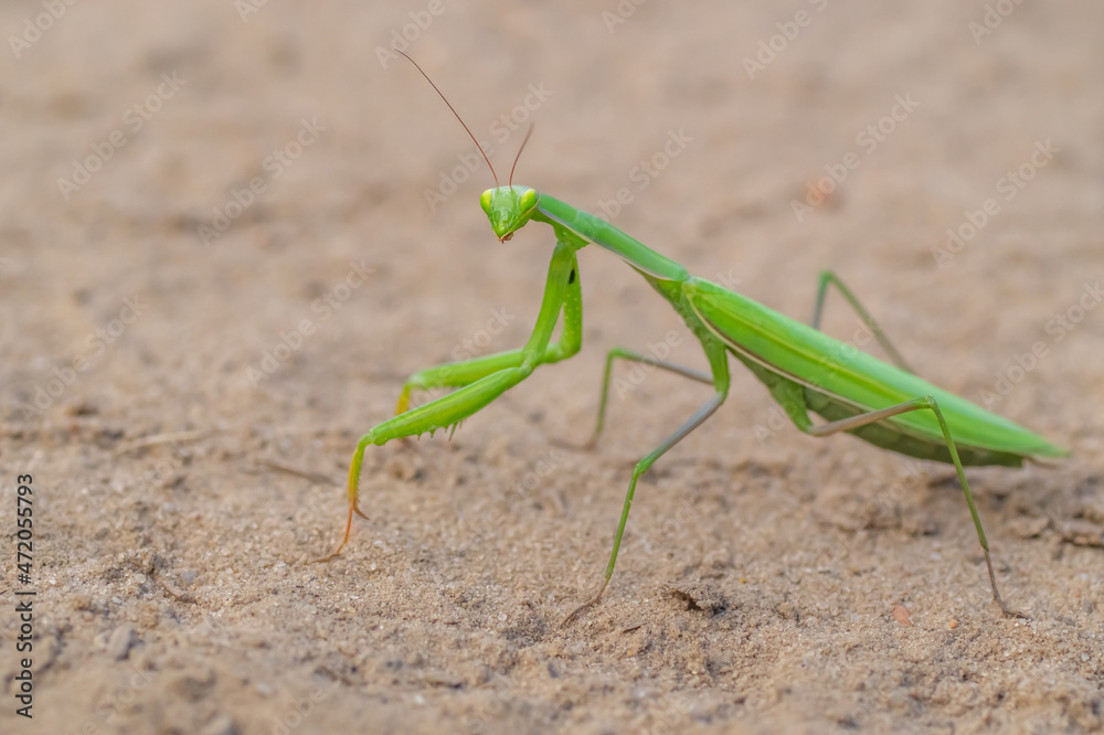 praying mantis on the sand looking at the camera praying mantis on the sand looking at the camera