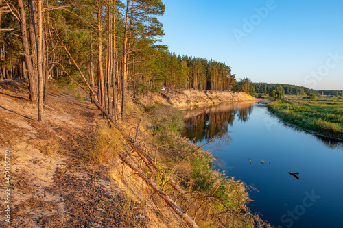 steep river bank with pine forest at sunset 