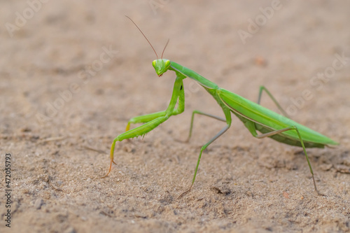 praying mantis on the sand looking at the camera 