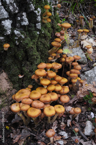 Funghi chiodini Armillaria gallica,primo piano gruppo famigliole