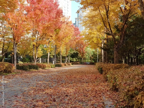 Autumn scenery in Korea  Fallen leaves in the apartment garden in Korea