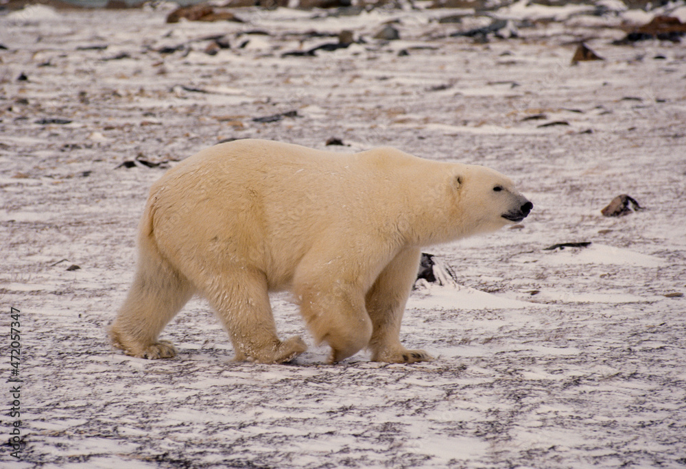 Ours blanc, Ursus maritimus, Churchill, baie d'Hudson, Canada Ours blanc, Ursus maritimus, Churchill, baie d'Hudson, Canada