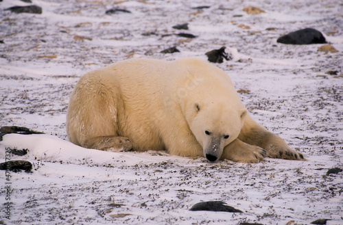 Ours blanc, Ursus maritimus, Churchill, baie d'Hudson, Canada