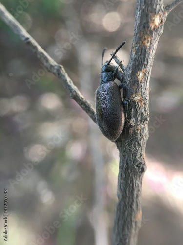 beetle on the tree