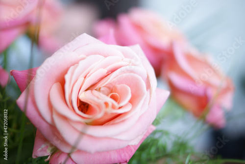 kwiat róży, na rozmytym tle widoczny zielony stroik i pozostałe kwiaty