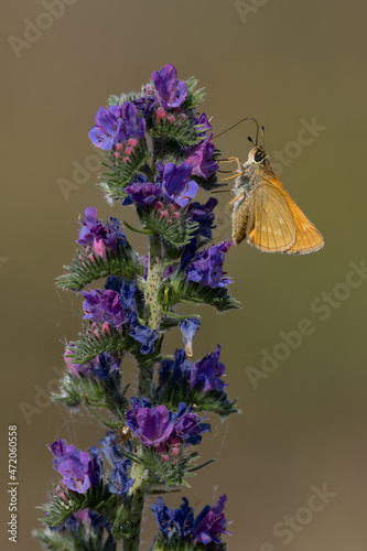 Lulworth skipper, Thymelicus acteon foraging on a flower at a meadow at Munich, Germany photo