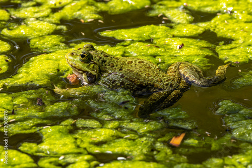 Common frog, Rana temporaria, single reptile croaking in water
