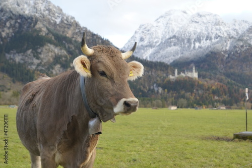 Vaca marrón en prado verde