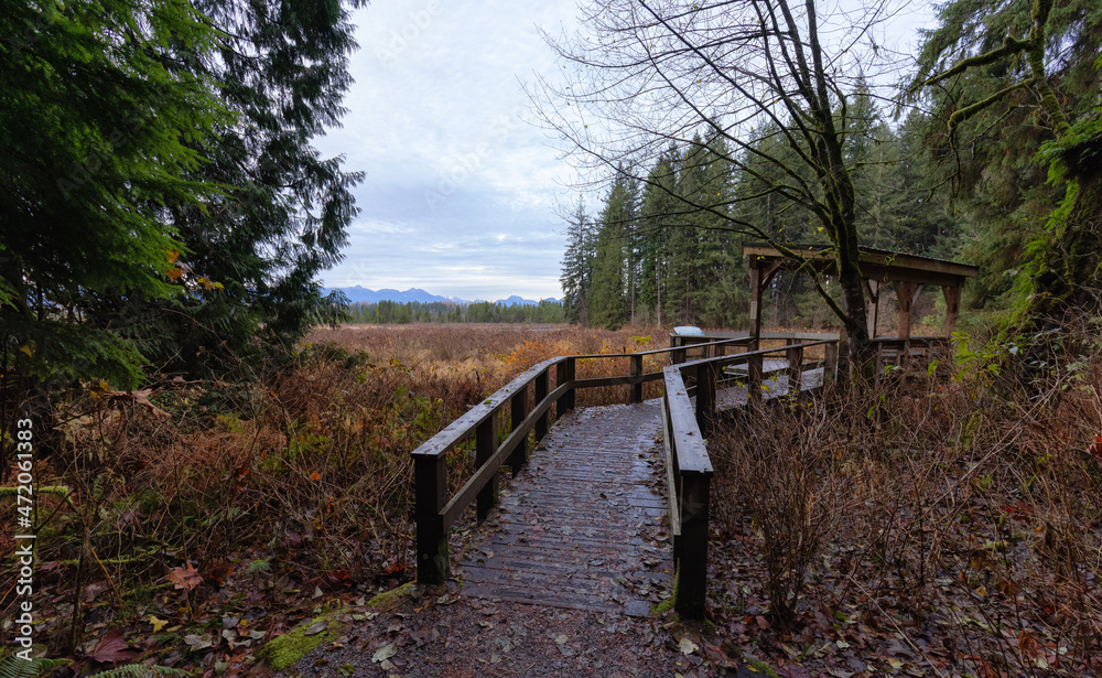 Derby Reach Regional Park in Langley, Greater Vancouver, British Columbia, Canada. Wooden Path overlooking the Bog and Nature Landscape.