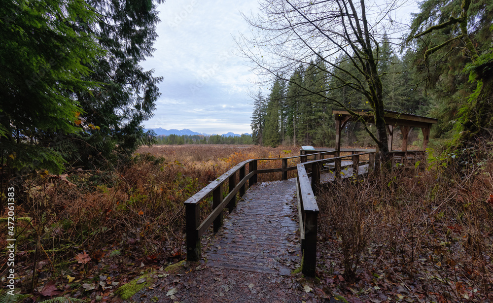 Derby Reach Regional Park in Langley, Greater Vancouver, British Columbia, Canada. Wooden Path overlooking the Bog and Nature Landscape. Derby Reach Regional Park in Langley, Greater Vancouver, British Columbia, Canada. Wooden Path overlooking the Bog and Nature Landscape.